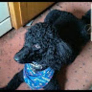 Meet your Posher, Gimmi